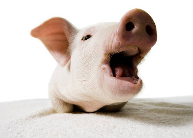 猪也会说话,关键看你能否听懂,会翻译不_手机搜狐网