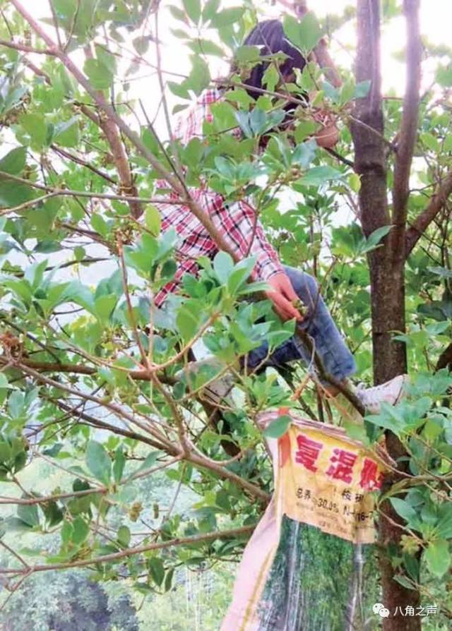 采摘八角有风险,但为了养家糊口,又不得不采摘.