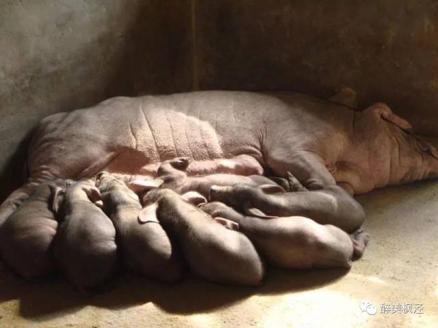 了解一下"枫泾猪"▼(《保种行动》上集)