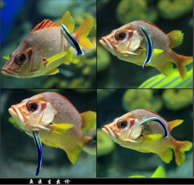 神奇海洋|大海里的"鱼神医"