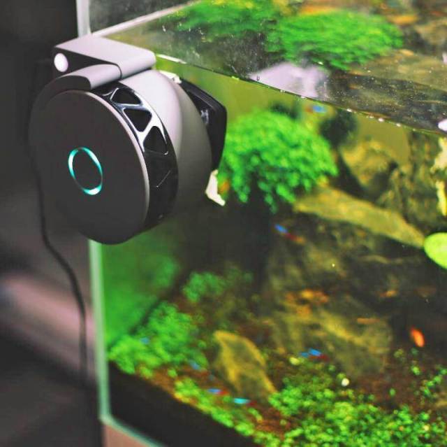 在鱼缸里养个清道夫机器人：再不用清洁鱼缸，还能随时随地看鱼_手机搜狐网
