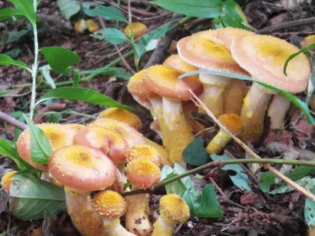 來自大山裡的氣息——東北野生菌菇