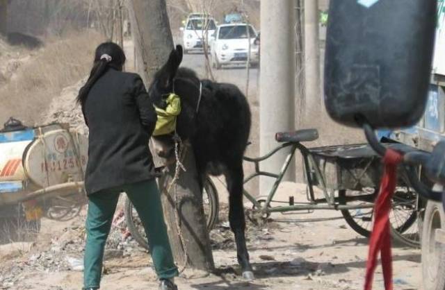 实拍:农村女人杀驴!_手机搜狐网