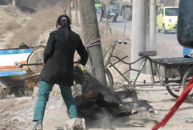 实拍:农村女人杀驴!_手机搜狐网