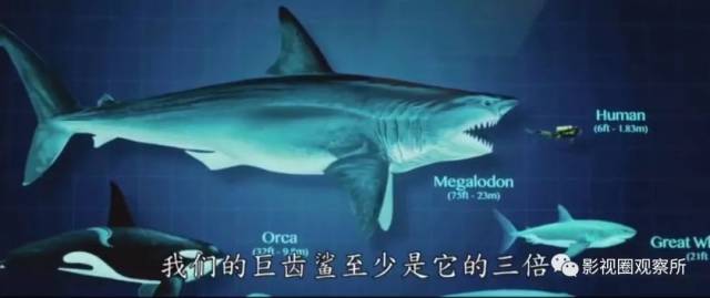 片中的巨齿鲨无论是动是静,其狰狞的嘴脸和庞大的身躯,都足够吓人.