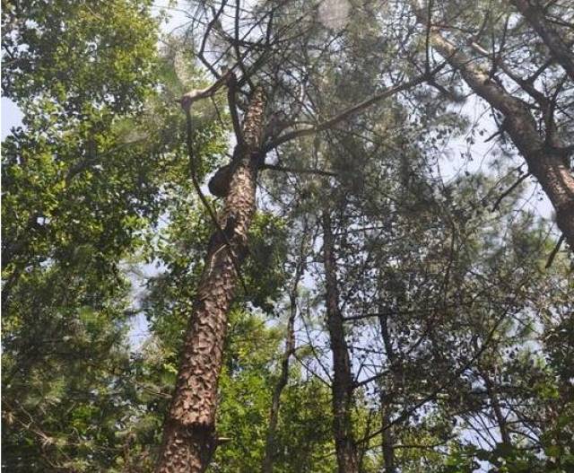 达州市宣汉县厂溪镇境内的朝天村,近段时间因为一棵树,引得不少人慕名