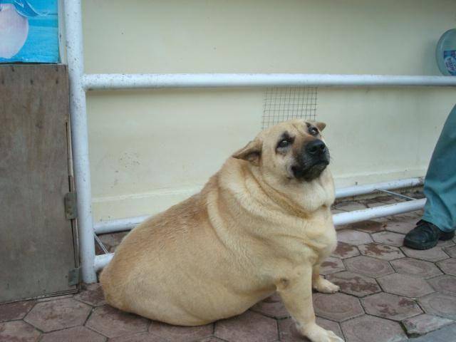 什么叫胖到没朋友,各犬种的肥胖狗狗给你诠释到位,连品种都变了
