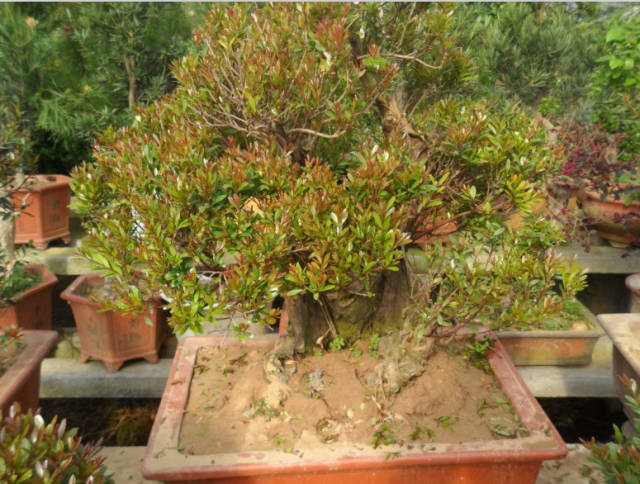 珍贵稀少品种,小米三叶红芽赤楠盆景,大家有没有见过?