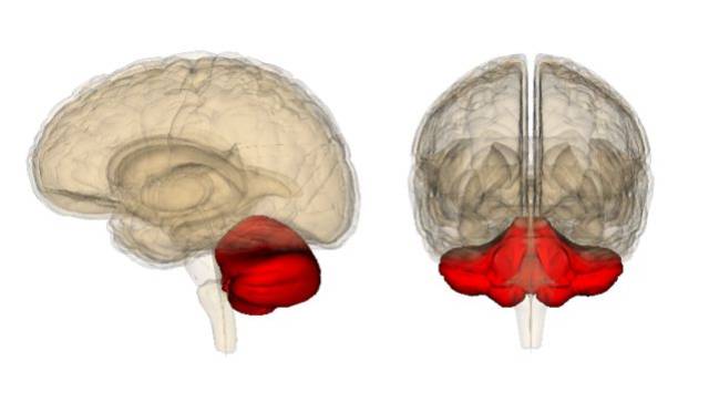 红色的小脑(拉丁文"little brain").