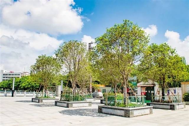 村委会广场绿化效果图图片