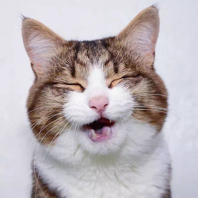 开心表情包猫猫图片