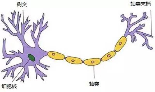 cicc科普栏目|神经网络浅讲:从神经元到深度学习