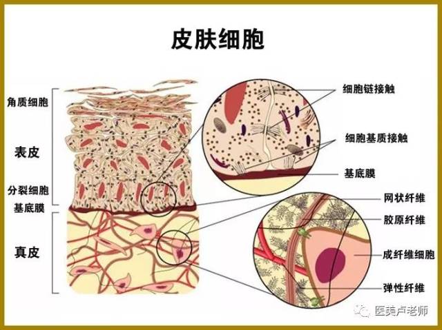形成机理: 真皮中成纤维细胞会大量的分泌纤维,形成疤痕的骨架,损伤