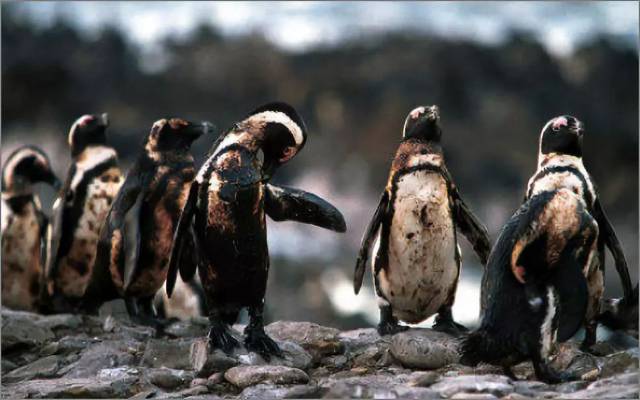 逃离南极中心的企鹅却被石油开采和化学污染弄的大面积中毒死亡