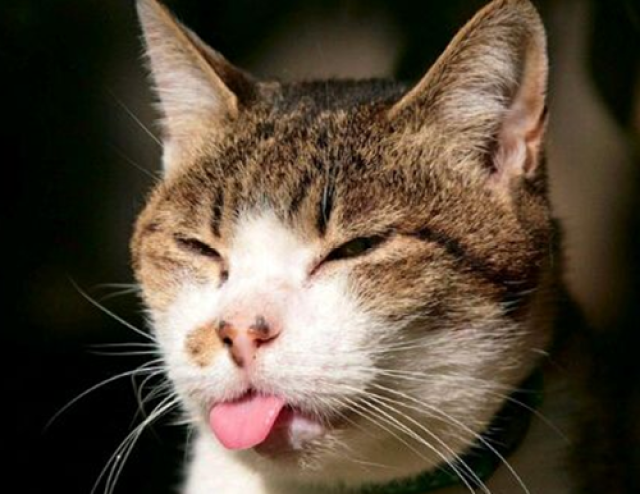 猫吐毛和呕吐是一样的,银渐层吐黄水怎么治愈