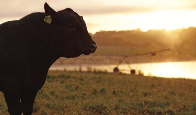 一头安格斯黑牛告诉您关于澳大利亚牛羊的故事