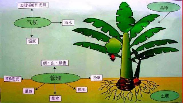 香蕉内部结构图图片