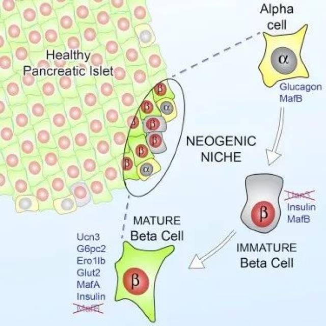 圖片來源:cell metabolism這項新突破發表在《細胞新陳代謝》期刊上