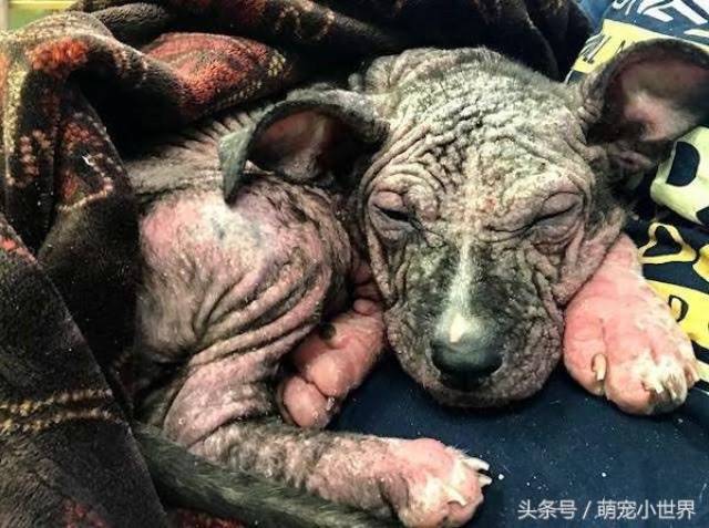 比特犬掉毛变裸体被嫌恶心,安乐死前救回后美到发光