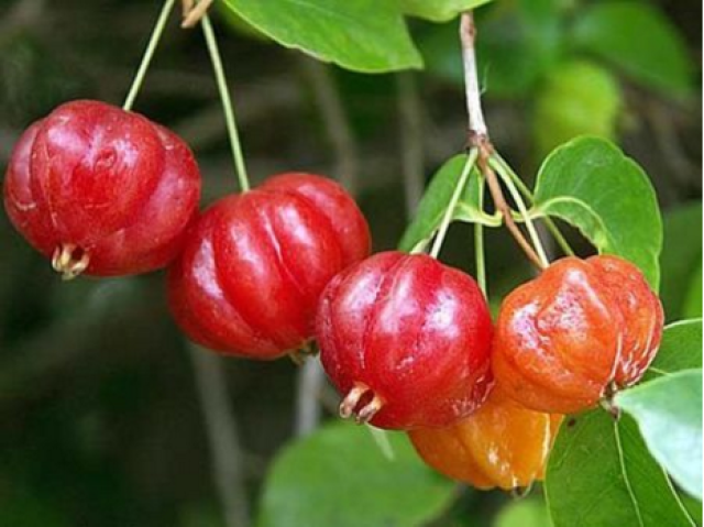 它叫苦茄,你知道吗?