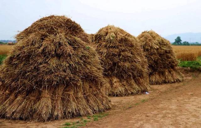 麦场的麦子要先压出麦粒 压好了,就得起场