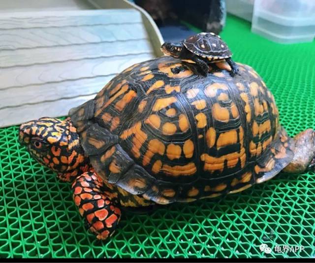 群龟争艳,百毒齐放,"这,就是箱龟"活动火热进行中!