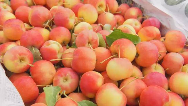 通辽市奈曼旗这个村的沙果熟了,没想到一下子卖到了这么远的地方