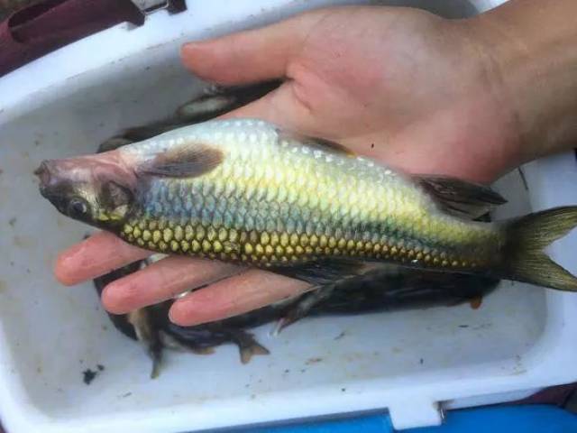 溪流里最多的就是这种光唇鱼,误食了鱼籽可能引发腹泻