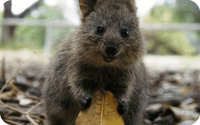 这种动物有世界上最可爱微笑,不怕人求抱抱,跟它合照秒变网红!