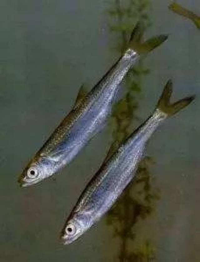 6,银飘鱼食枝角类,桡足类