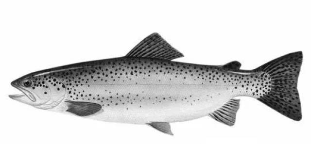 该标准规定"三文鱼是鲑科鱼类的统称,包括大西洋鲑,虹鳟,银鲑,王鲑,红