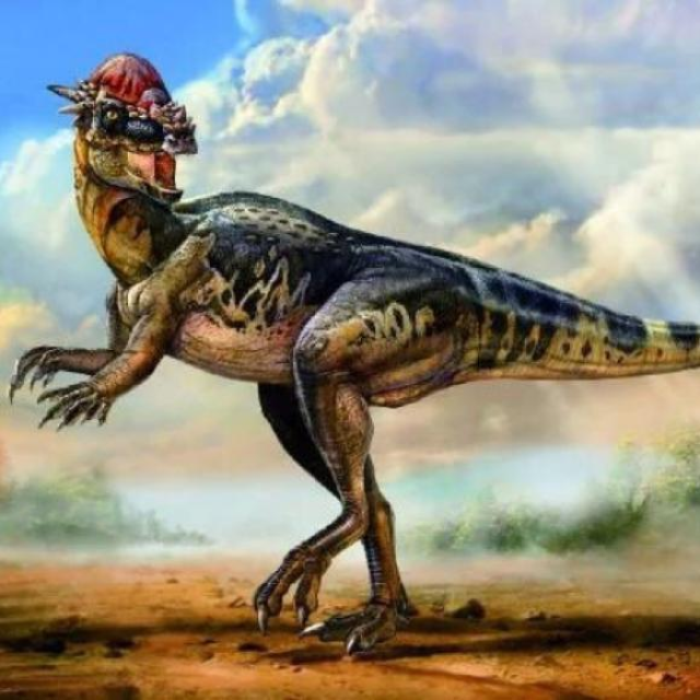 冥河龙的鼻部上有短,圆锥状凸起,而头颅后侧有一对往后生长的尖角,这