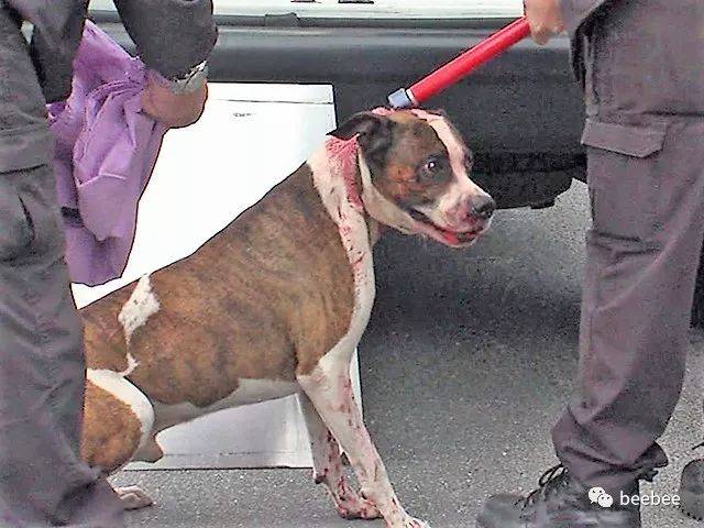 美国是如何对付恶狗和狗主的?