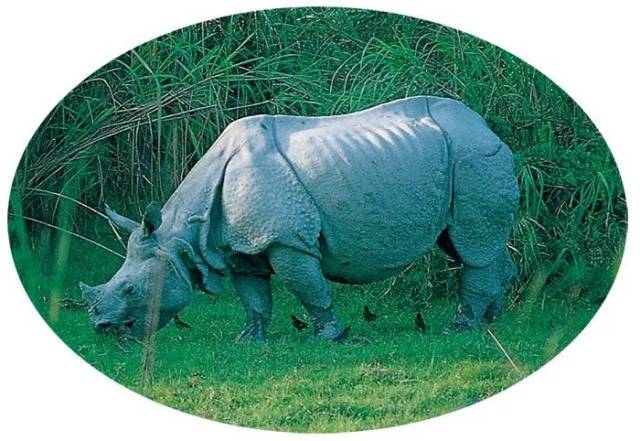 哺乳动物系列——犀牛和貘(二)