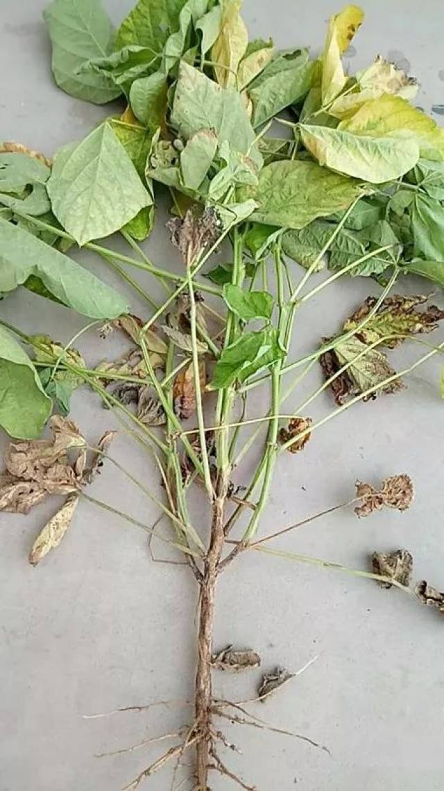 专家回答:这是大豆的茎枯病,可以用苯甲丙环唑,氰烯菌酯,腈菌唑,咯菌