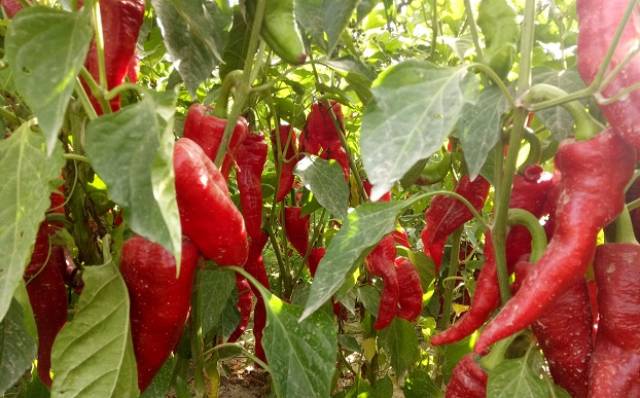 沙雅县:"火红"的色素辣椒让群众的生活更"红火"