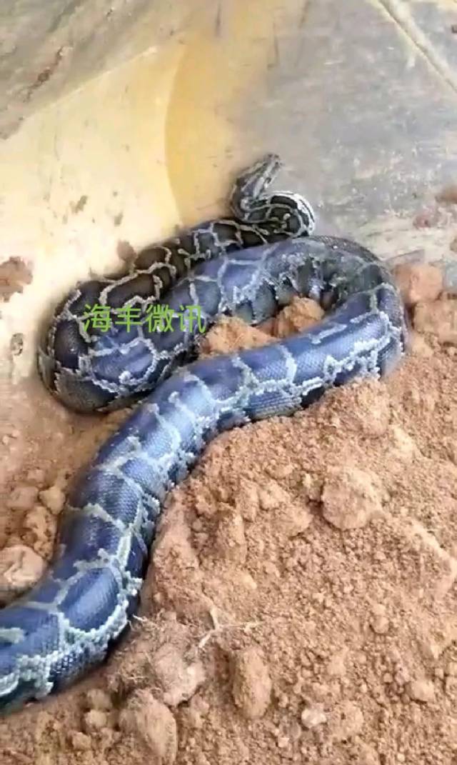贵州挖出4吨大蛇图片