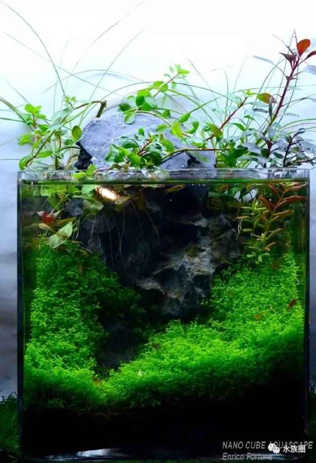 一组微小水草缸造景作品欣赏