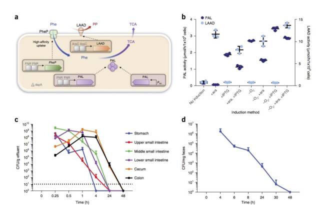 工程化细菌治疗苯丙酮尿症-合成生物学