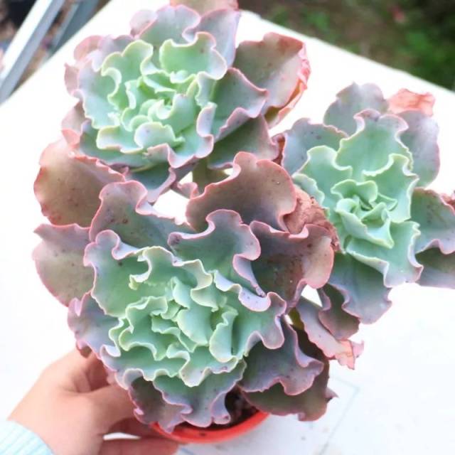 避免滋生细菌 这可不是什么包菜,人家是名副其实的景天科多肉,一年生