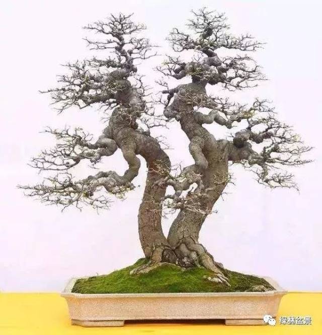连枝理,_大山谷图库