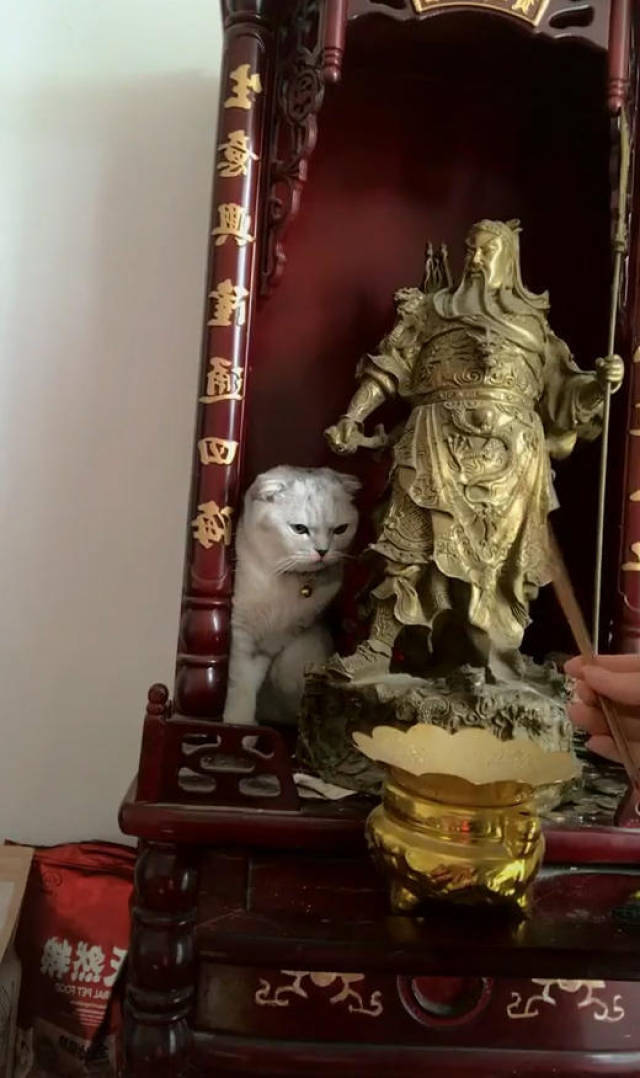 网友跪拜关二爷时感到不对劲,抬头一看笑骂:你给我滚下来,傻猫