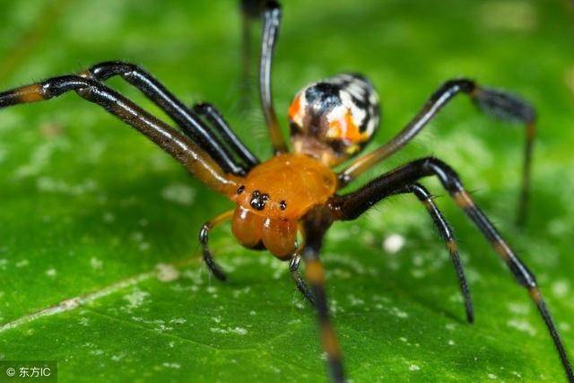 语言界三巨头 与动物进行"灵魂式沟通"