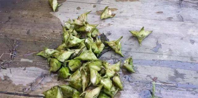 又到菱角成熟时,还有多少宝应人记得它的味道?_手机搜狐网