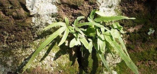 这种野草叫野雉尾金粉蕨,也为称"孔雀尾"野鸡尾,上图植被的形状是