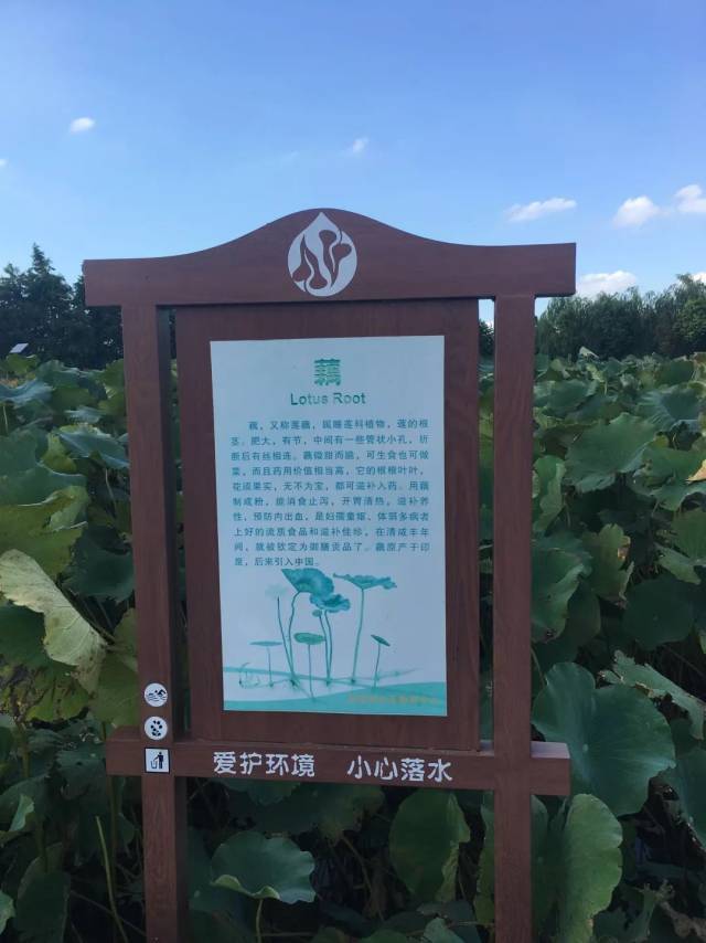 因水而兴,缘水而盛 ——甪直水八仙小镇