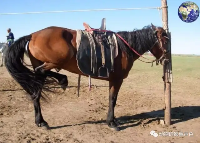 百岔铁蹄马——中国最优秀的马种之一,可惜如今已经濒临灭绝_手机搜狐