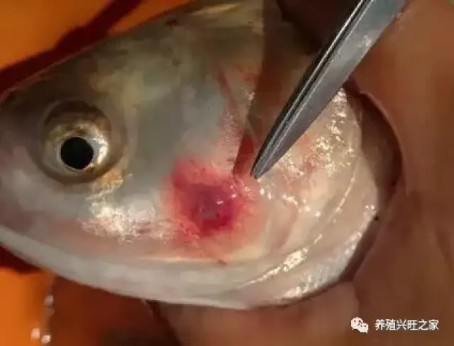 锚头鳋一旦叮在了鱼体上,共生期间,病原菌难以从寄生伤口感染,一旦锚