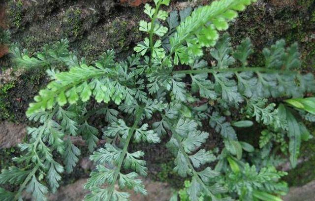 这种野草叫野雉尾金粉蕨,也为称"孔雀尾","野鸡尾",上图植被的形状是