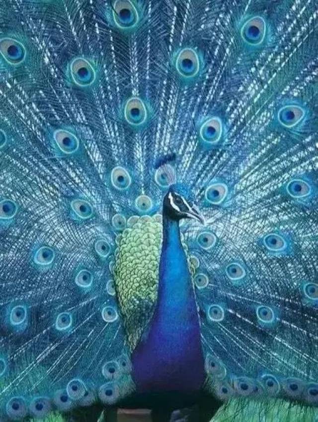 孔雀蓝釉：那一抹雨过天晴的惊艳_搜狐网